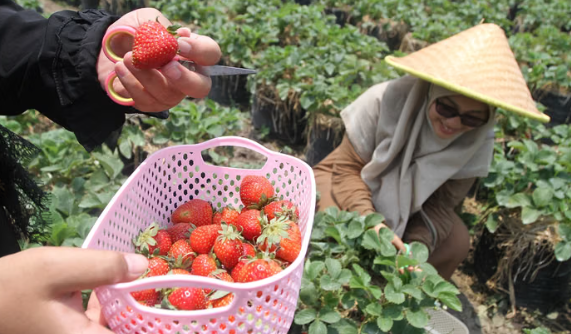 Various health benefits of strawberries, from heart to immunity