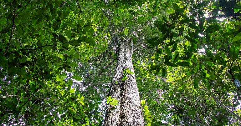 Amazon. Lower level of deforestation alerts in 10 years