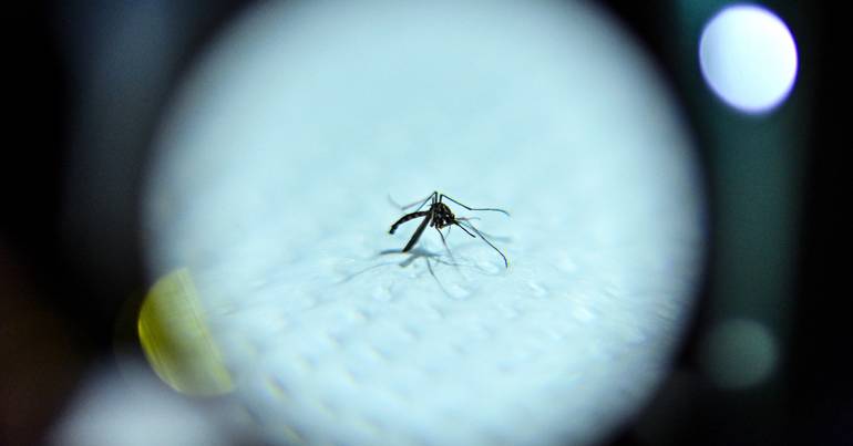 Propagation of mosquito-borne virus is driven by climate change and globalization