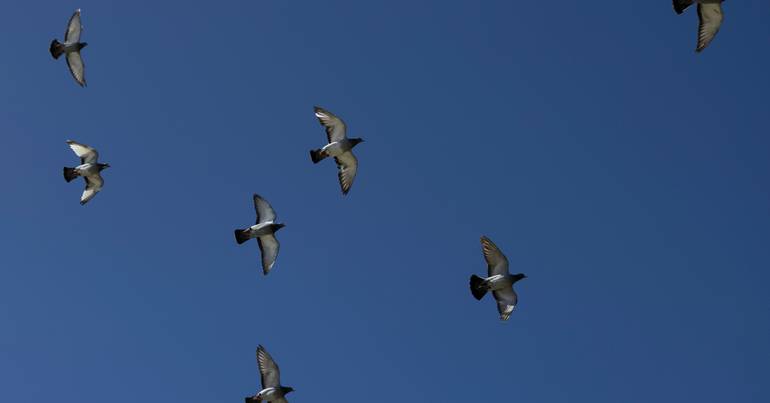 BE/Azores demande des éclaircissements sur la mort des pigeons