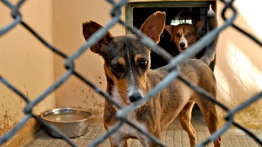 National appeal for blood donation for dogs and cats