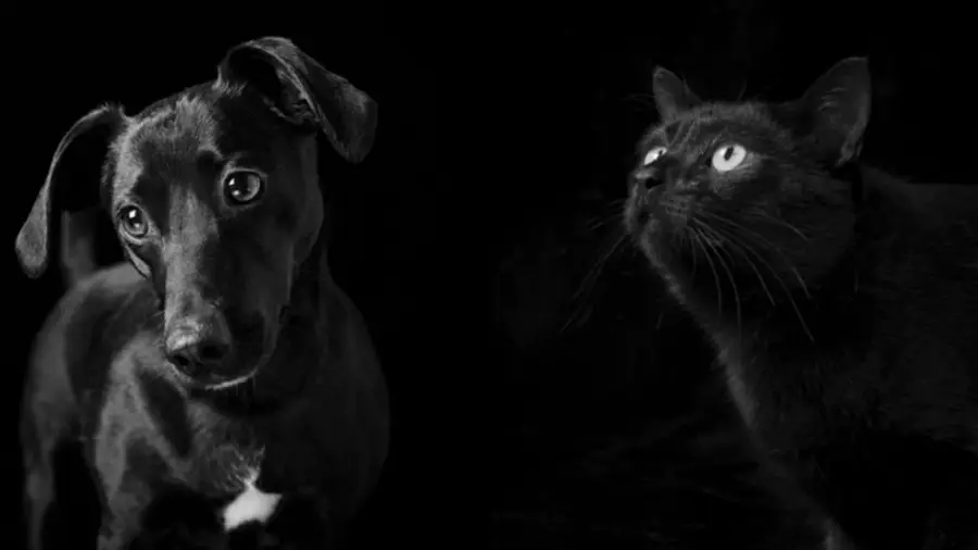Reconducción de proveedor de animales chumba en Lisboa