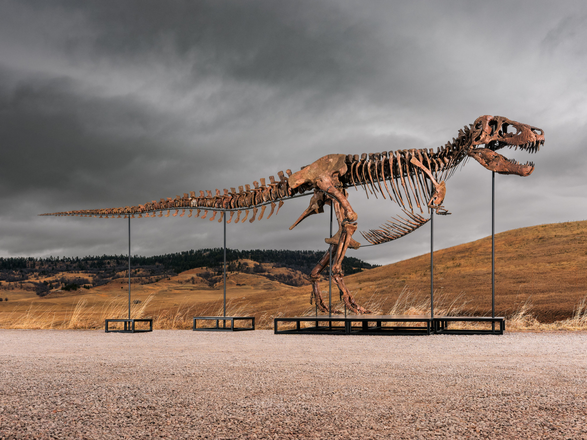 Record auction in New York: T-Rex skeleton reaches $50 million at Sotheby’s