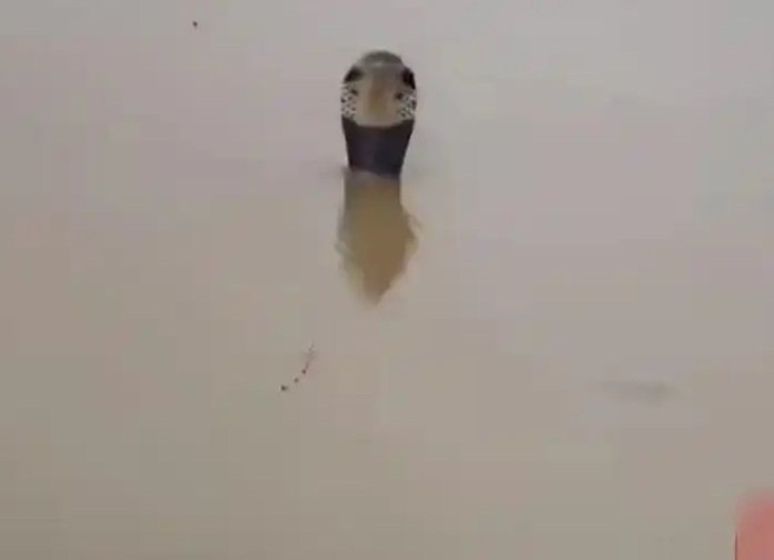 Flood in southern China causes 900 snakes to escape from farm, including cobras
