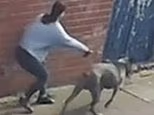 Les enfants, âgés de 6 et 11 ans, se précipitèrent à l'hôpital après avoir été attaqués par un chien à l'aire de jeux : Libération de la police