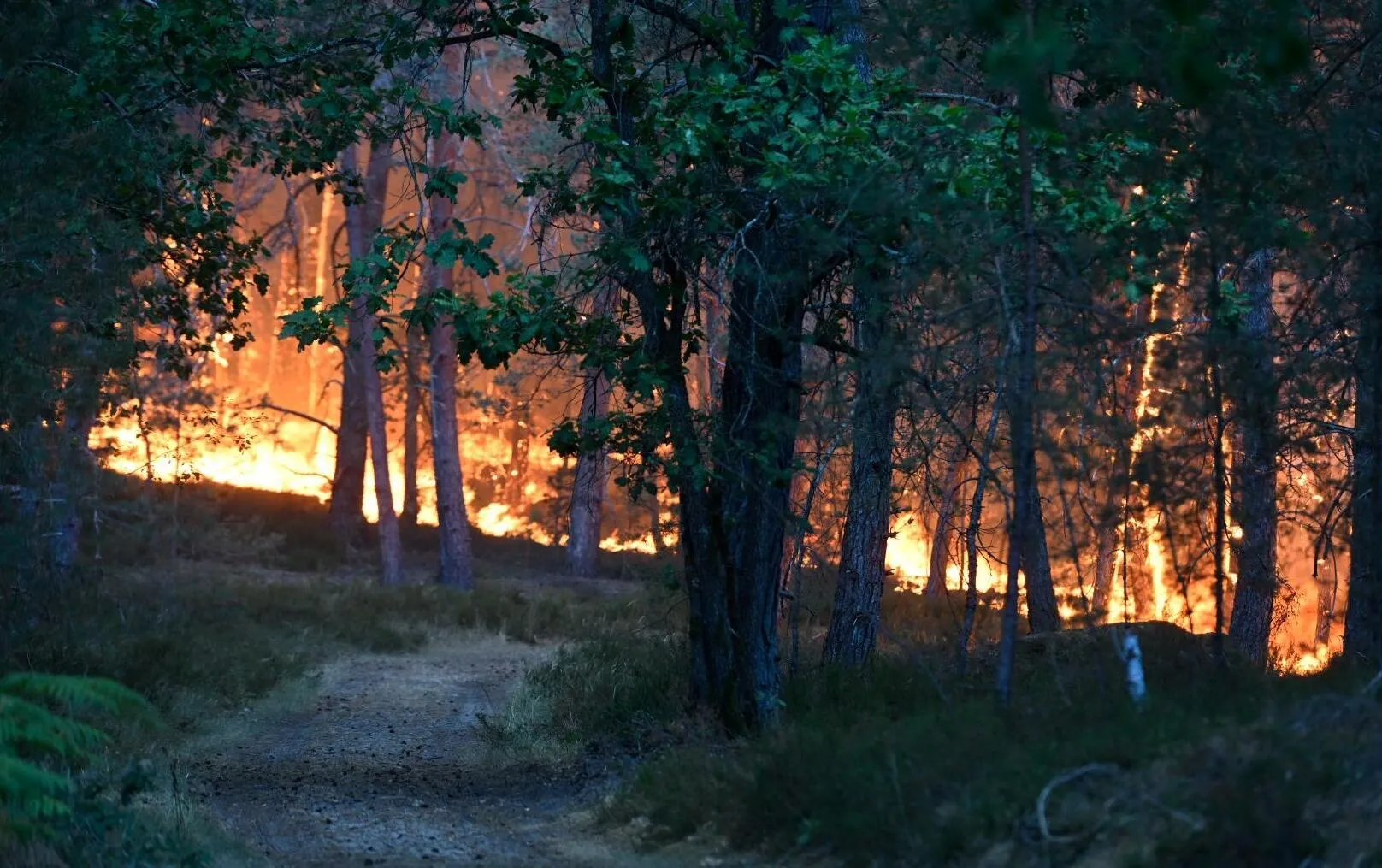 Forest fires: a "voluntary" origin evoked for Fontainebleau; 32,000 hectares burned in 2026