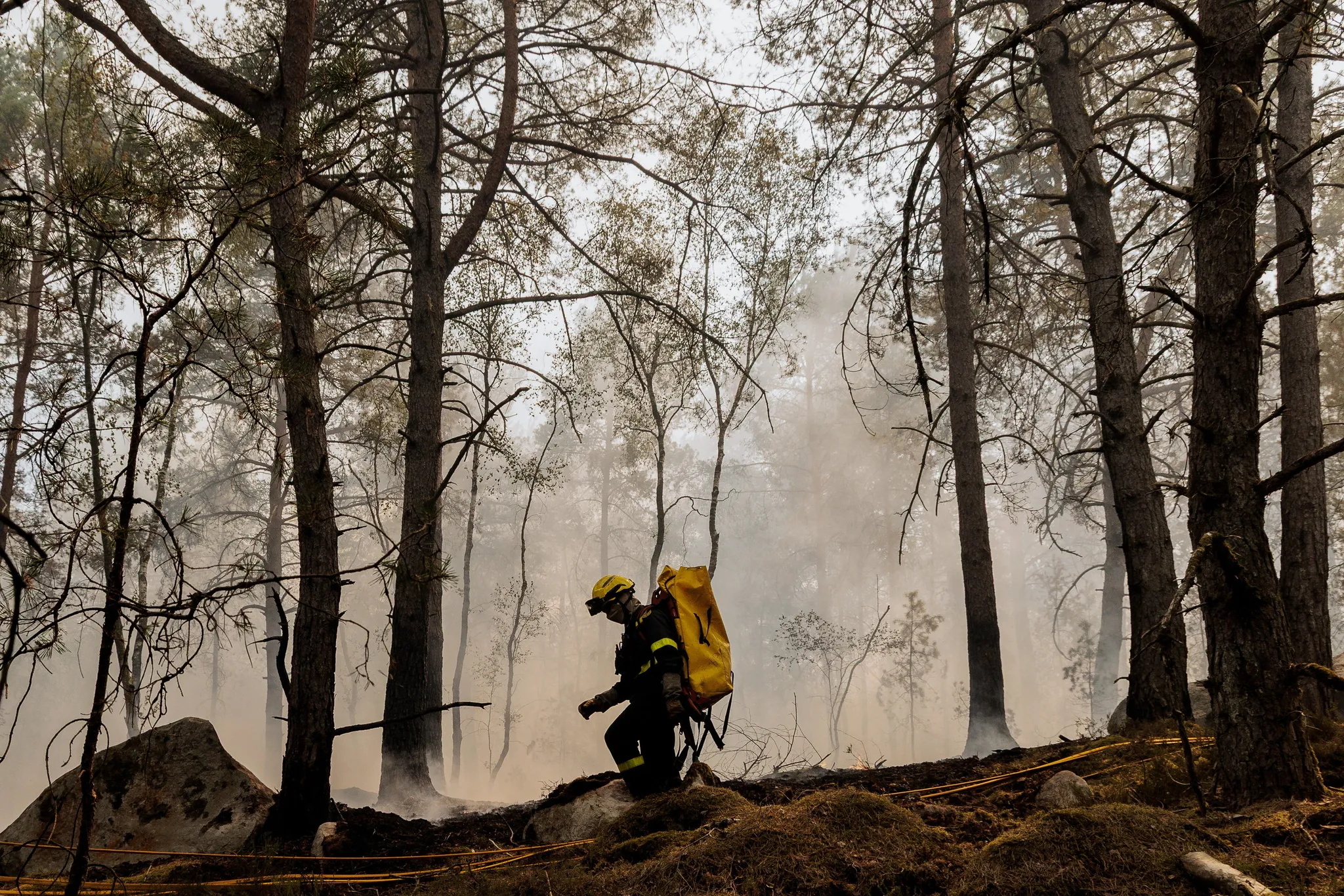 Forest fires: 2,050 hectares ravaged in Fontainebleau, Cap Fréhel out of danger
