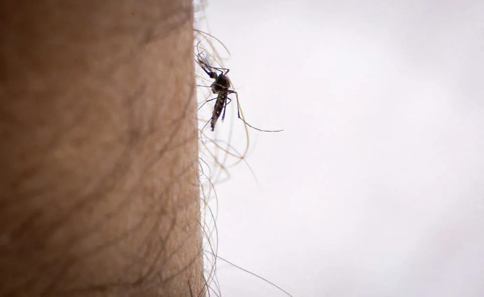 Chikungunya: un primer caso indígena identificado este año en Francia