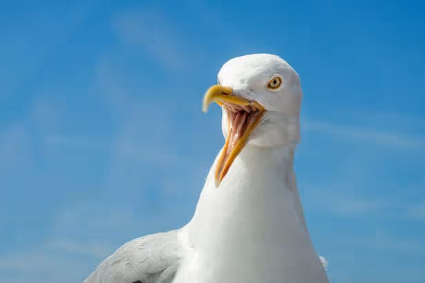 Seagull meurt après avoir été 'coupé par l'adolescent' dans une attaque 'extrêmement pénible'