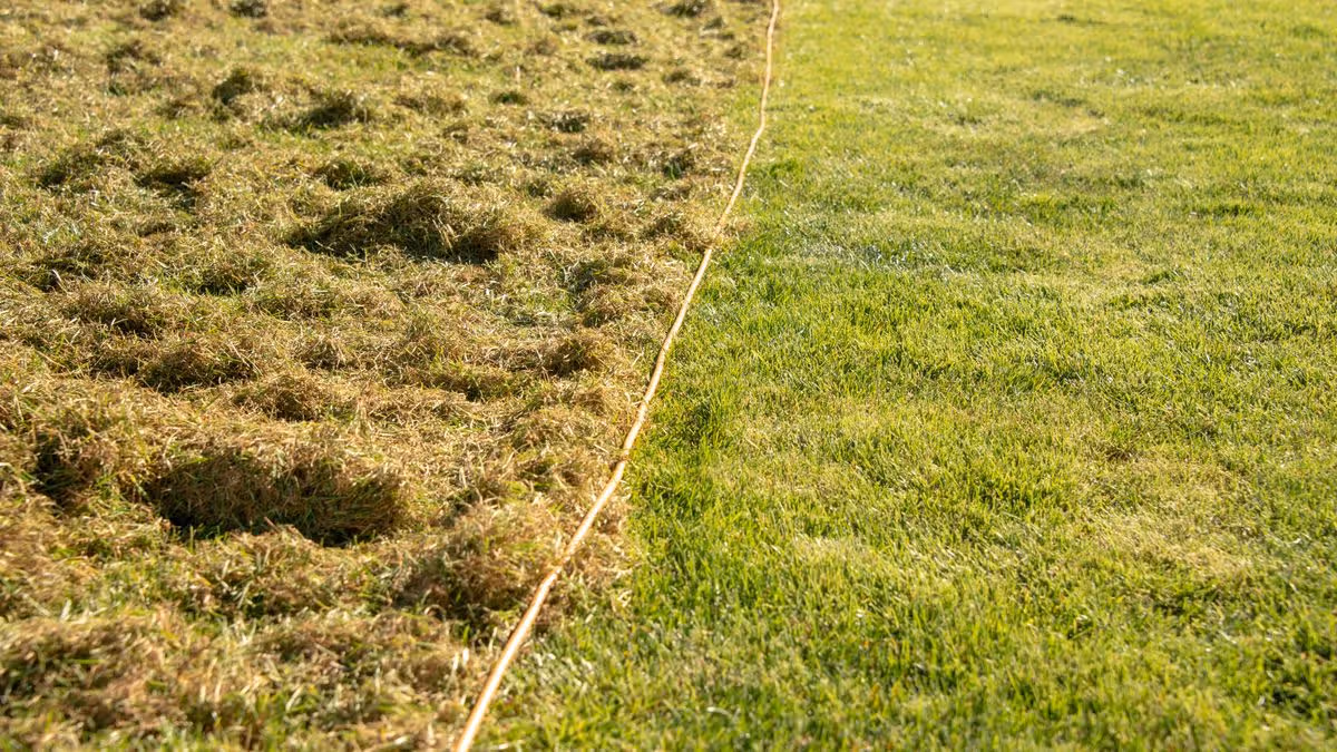 La scarification et l'aération, comme conseillé par l'expert en jardinage, ont restauré une pelouse moussue et envahie de mauvaises herbes sans produits chimiques agressifs.