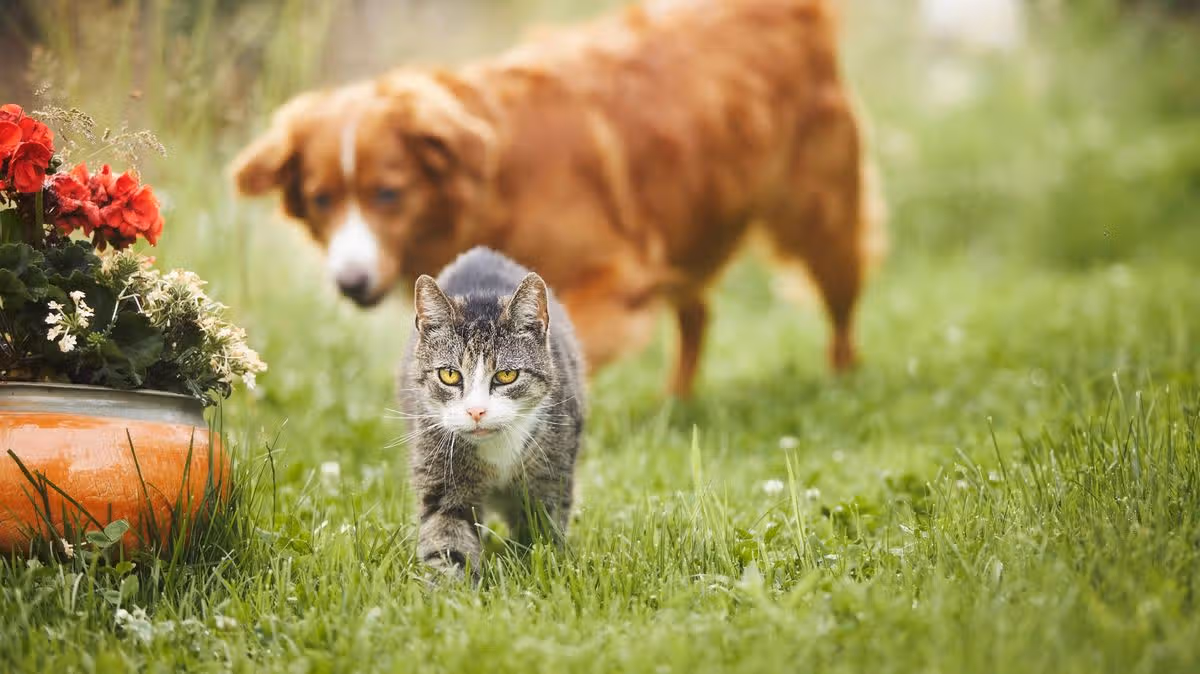What can you do if a neighbour's pet poos in your garden? I asked legal experts and they all agreed