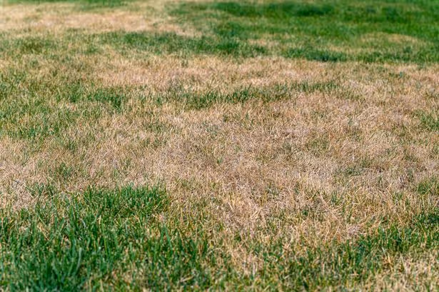 Revive brown lawns by doing 1 crucial task on Sunday