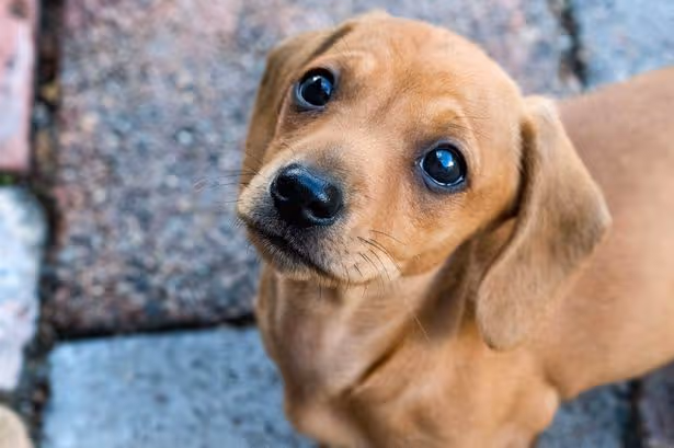 PSDA lists 'bad' dog behavior that is actually stress