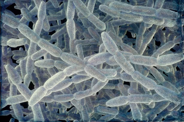New York City takes emergency measures after 46 fall ill to Legionnaires' disease outbreak