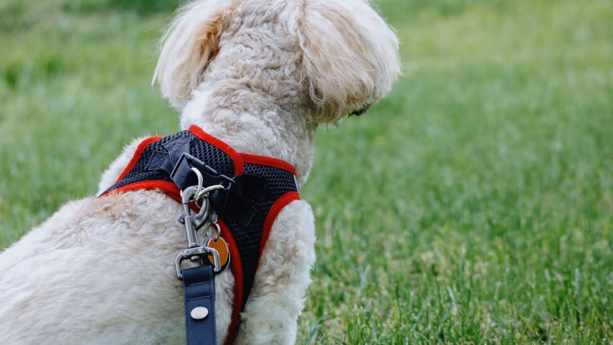 Letterbox 'trespass' court ruling means dog owners could be criminally prosecuted