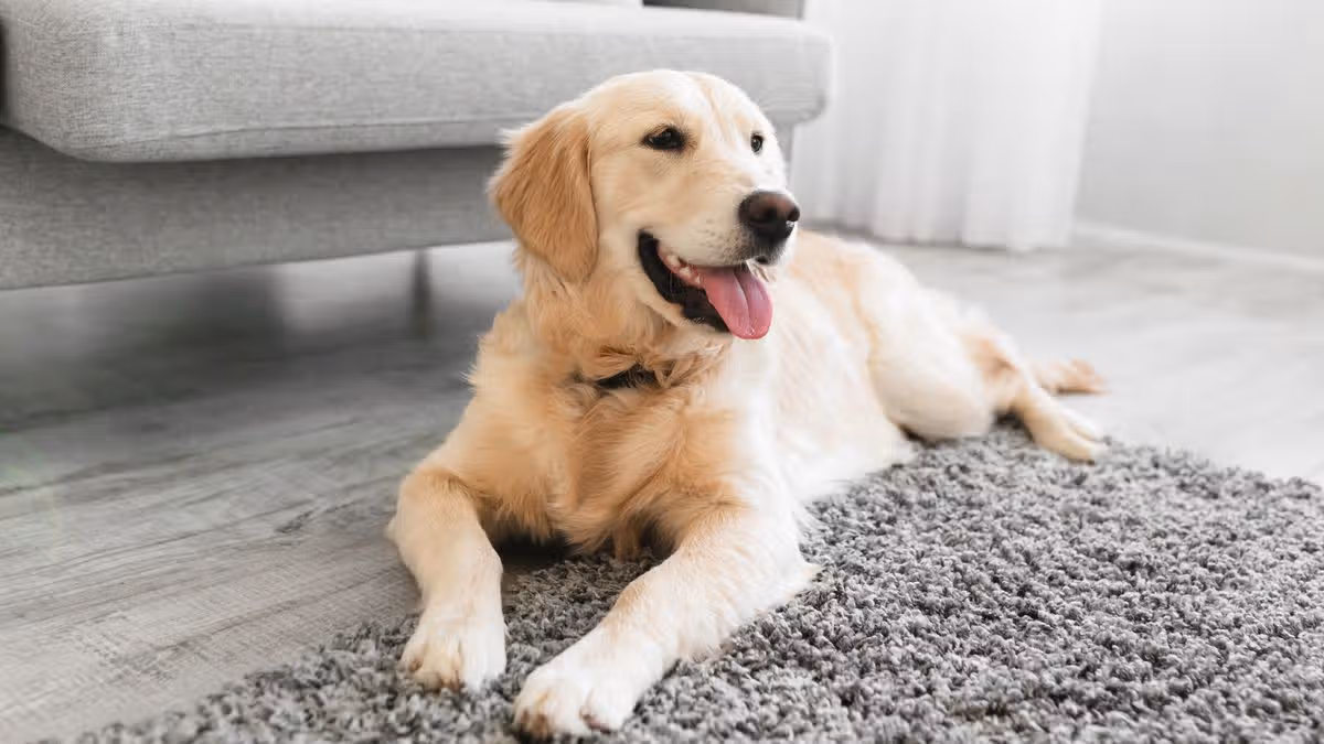 Dog trainer issues alert for households leaving pet home alone