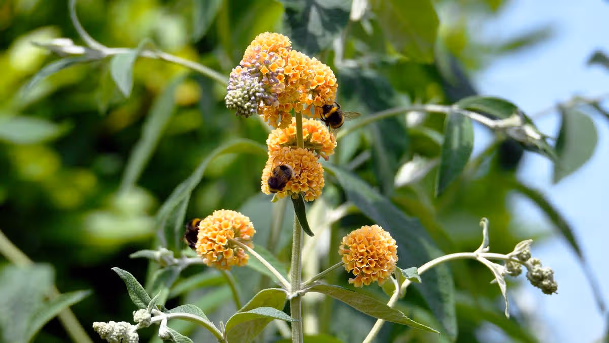 Gardeners can attract wildlife by planting key shrubs