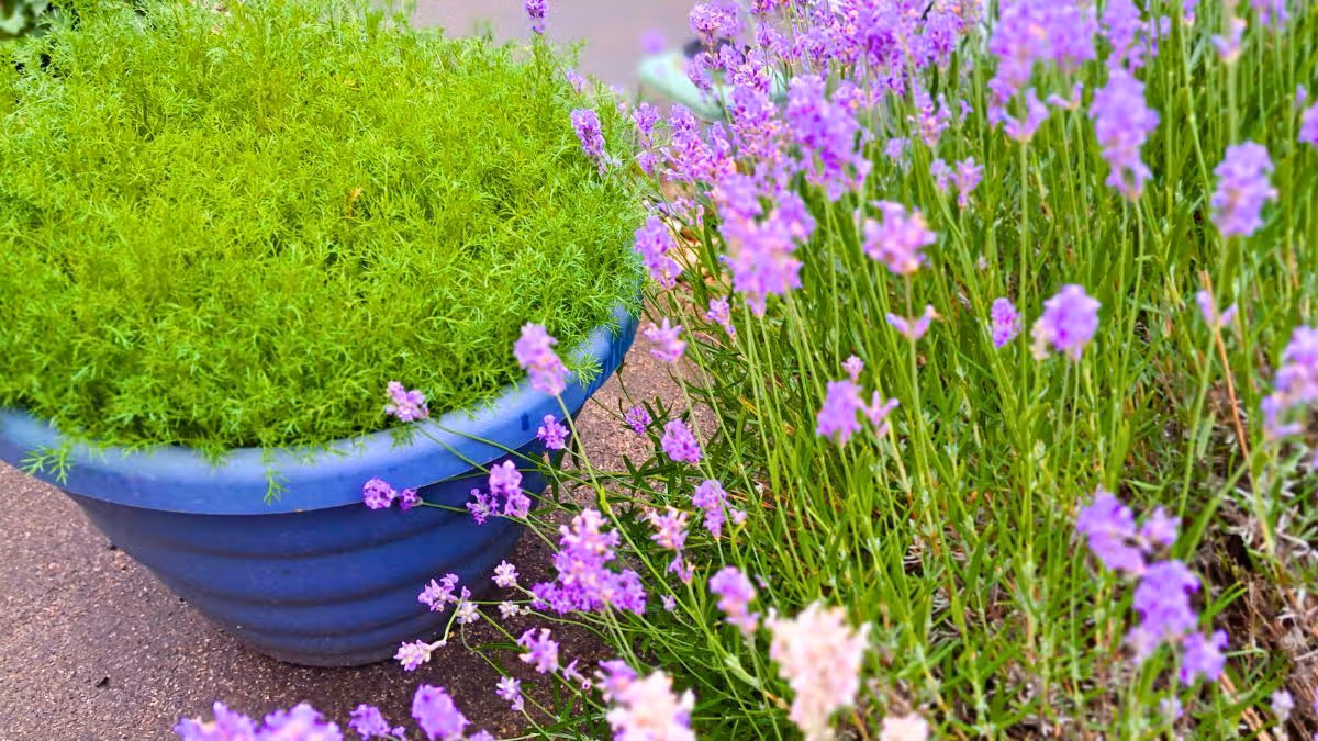 I can make lavender produce bigger and longer-lasting flowers by doing 1 simple task in July