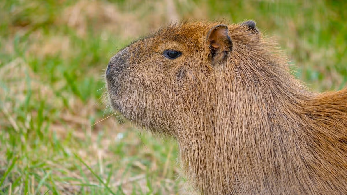 Capybara dies at Welsh zoo weeks after arriving