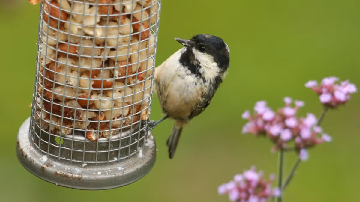 UK gardeners urged to leave 2 popular fruits on lawns and bird tables this month