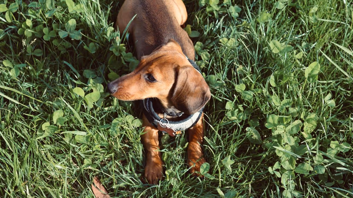 Vet Dr James Greenwood explains why your dog is eating grass and what to do