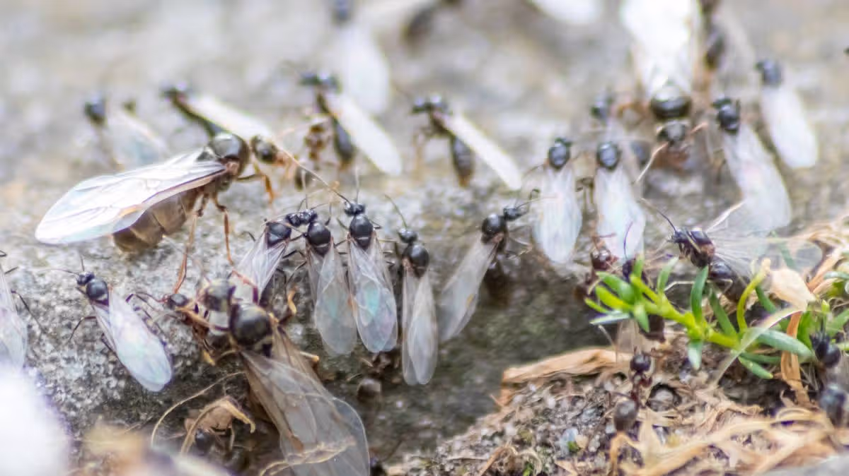 Stop flying ants invading your home by spraying 1 kitchen ingredient in garden in July
