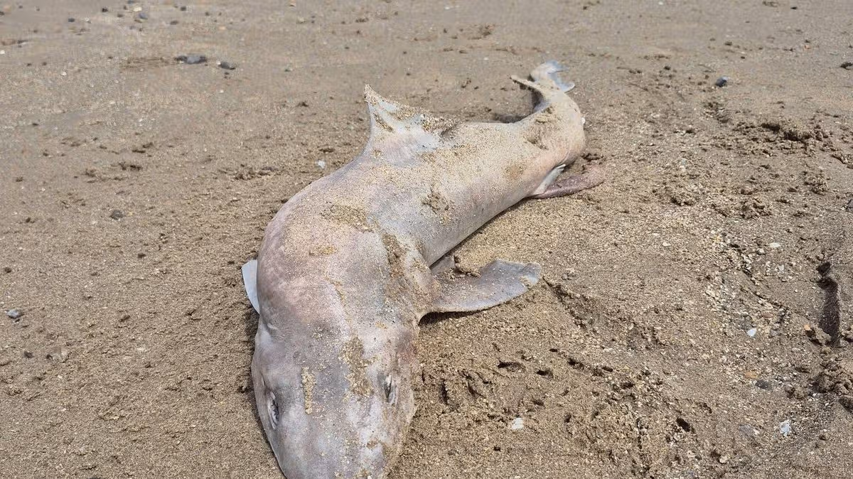 La créature a été lavée sur la plage de Newton, considérée comme gravement menacée