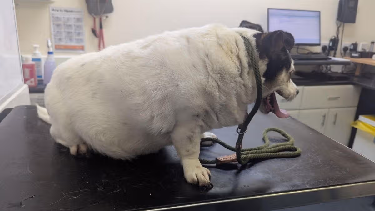 Dogs seized from man's home were most obese RSPCA inspector had ever seen