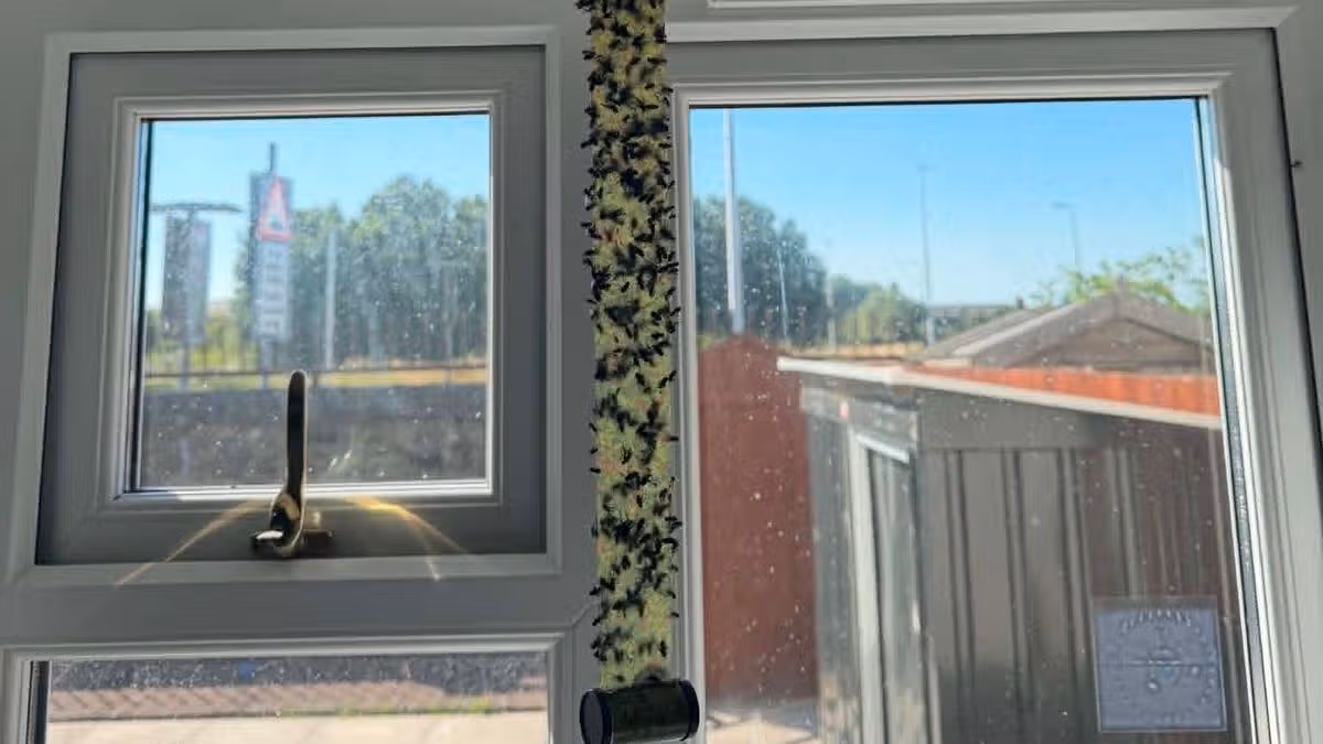 Llanelli plagued by flies as people feel 'physically sick' and won't cook or eat