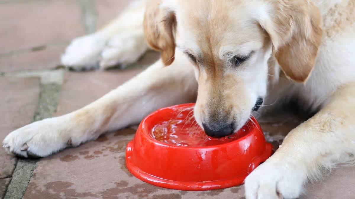 Vet-approved 15p method helps dogs to drink more water in hot weather