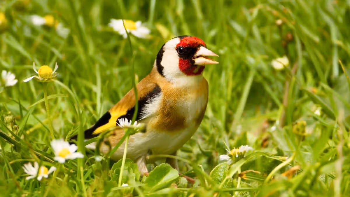 Goldfinches will regularly visit your garden if you grow 1 common summer plant