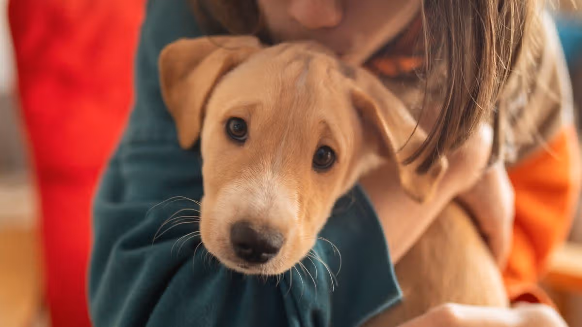 Dogs Trust say owners 'misunderstand' one of the greatest acts of love