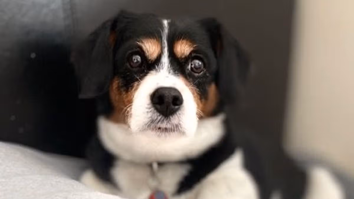 Dog owners fear the worst after investigation launched into pet cremation company