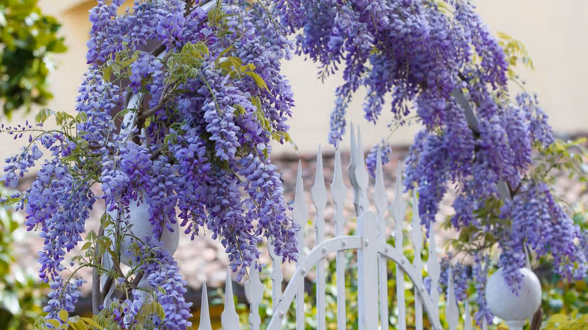 Neighbours warned 'act early' over wisteria as insurance won't cover you