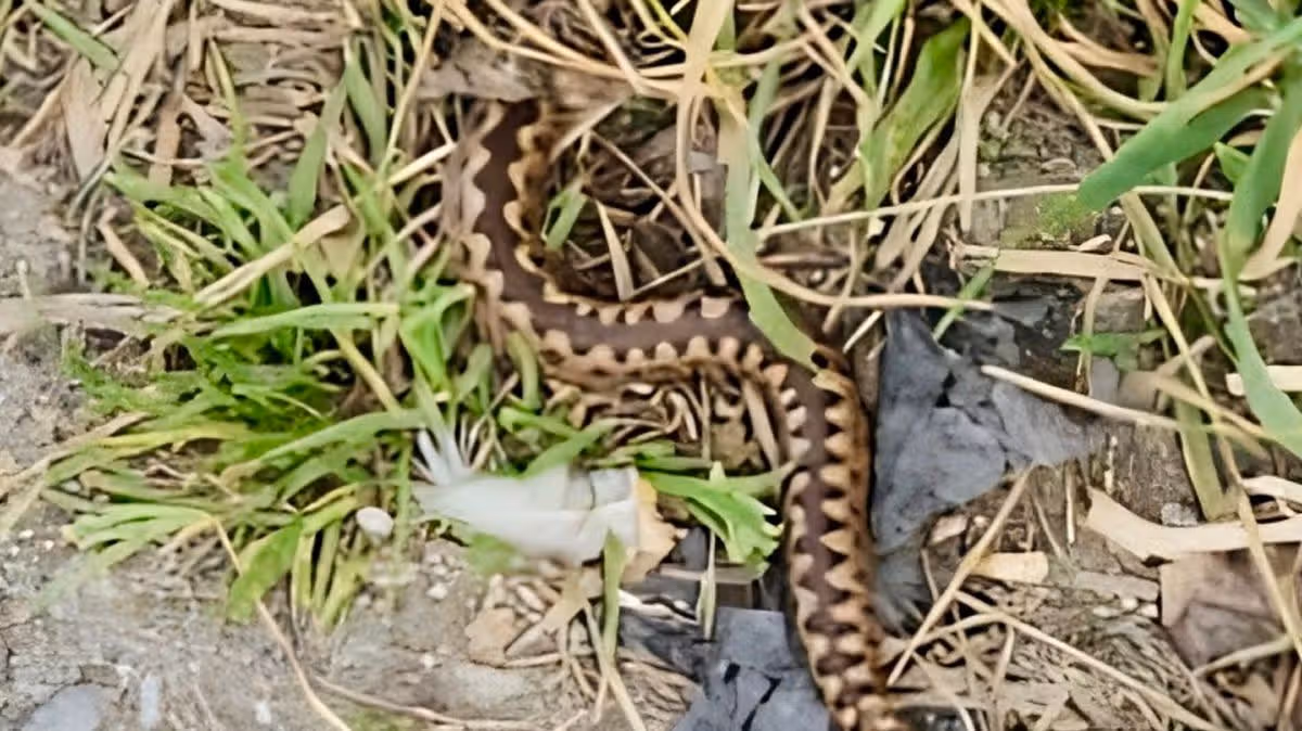 'Je devais être précipité à l'hôpital après avoir été mordu par un serpent venimeux caché sous mon canapé'