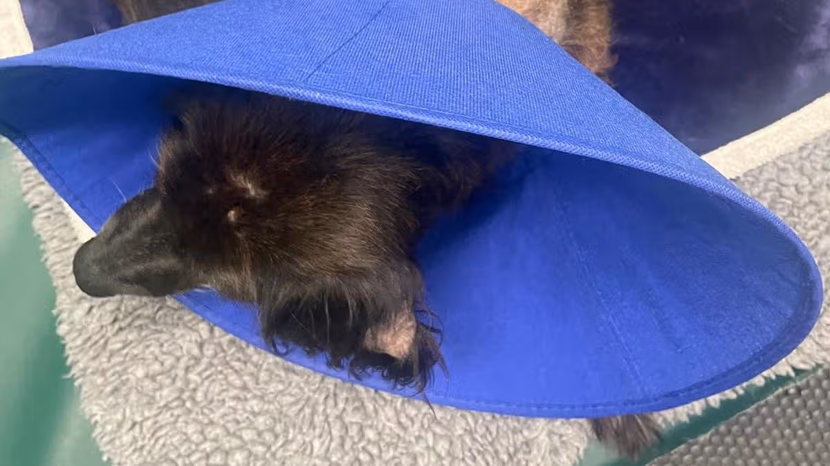 Homme interdit de garder des animaux après l'état où son chien a été trouvé