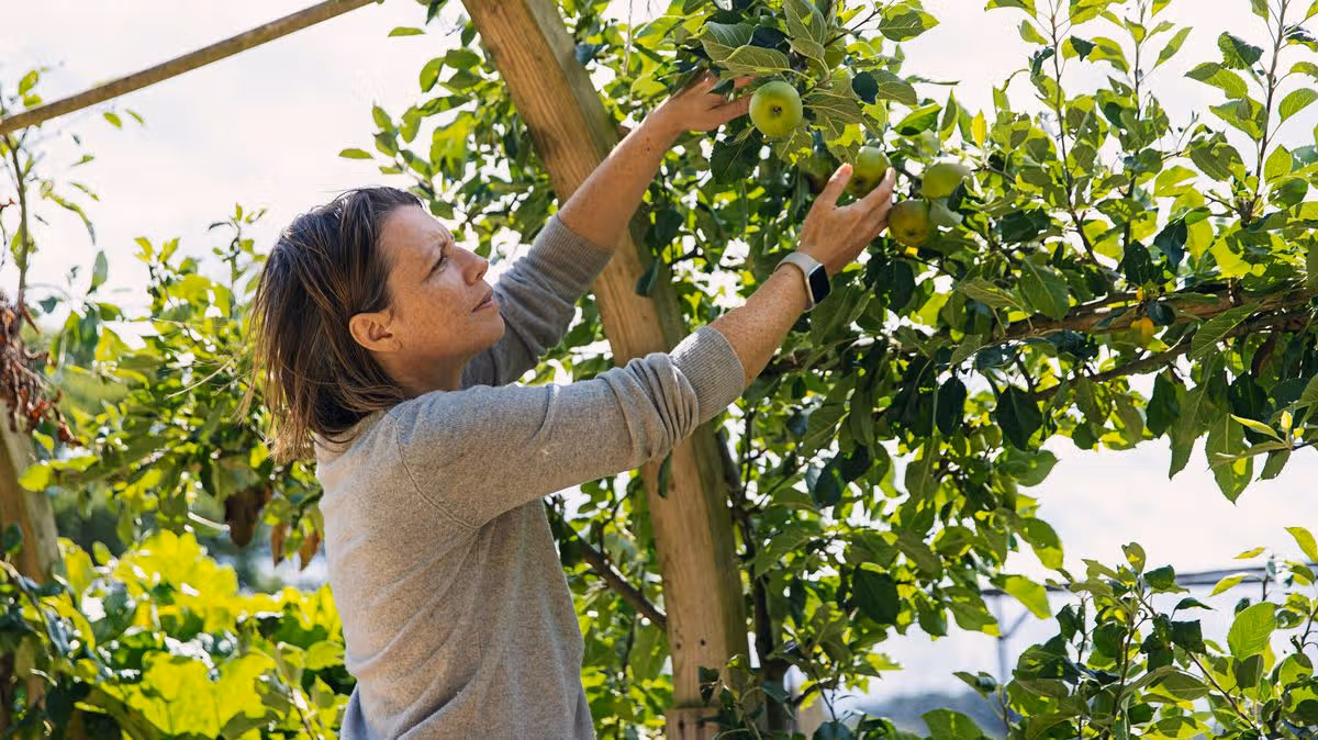 Pouvez-vous légalement garder les fruits qui tombent du jardin de votre voisin