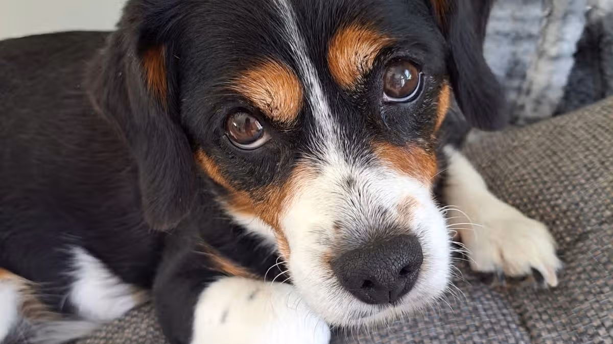 Mise à jour publiée sur la sonde de compagnie de crémation des animaux de compagnie qui ont laissé les propriétaires de chiens craindre le pire