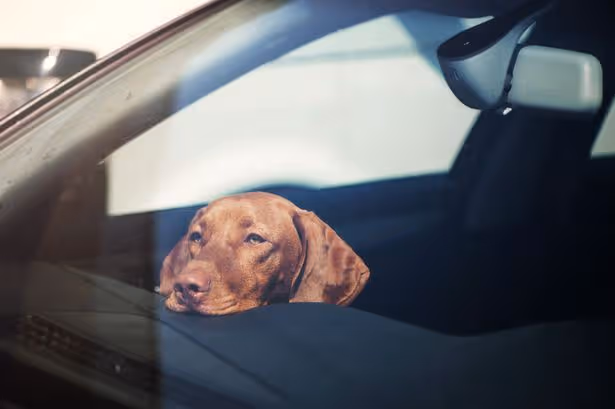 Man locks himself in hot car for 25 minutes to show deadly danger to dogs