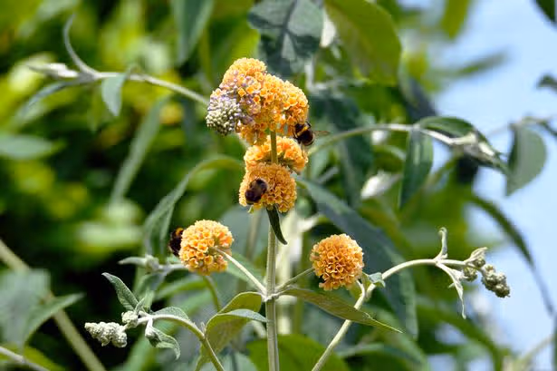 Gardeners can attract wildlife by planting key shrubs