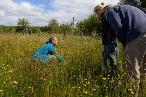 The people trying to restore the Llŷn’s drought-resistant meadows