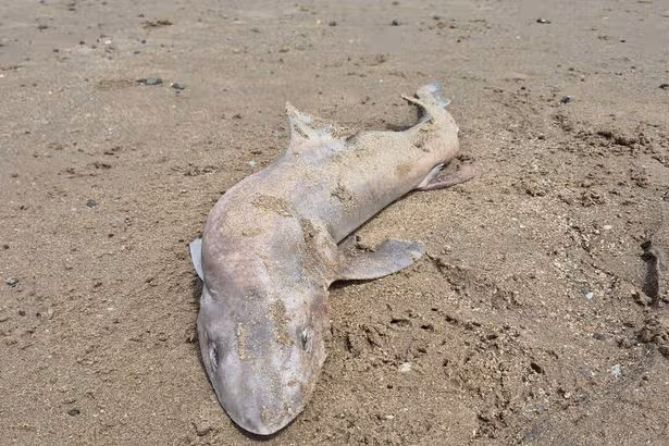 Creature washed up on Newton Beach believed to be critically endangered