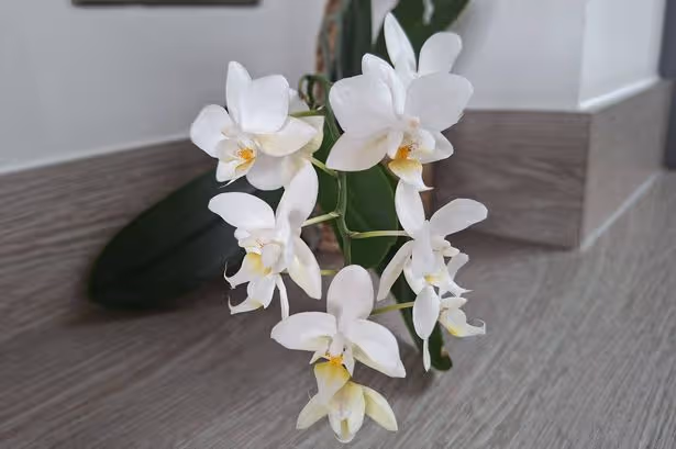 A simple yearly action ensures orchids flower again and again, according to experts