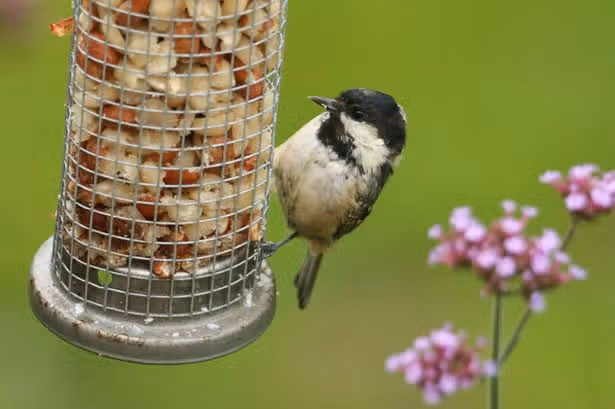 Les jardiniers britanniques ont exhorté à laisser 2 fruits populaires sur les pelouses et les tables d'oiseaux ce mois-ci