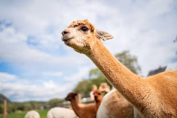 Llama vs alpaca: Key differences between the two animals explained