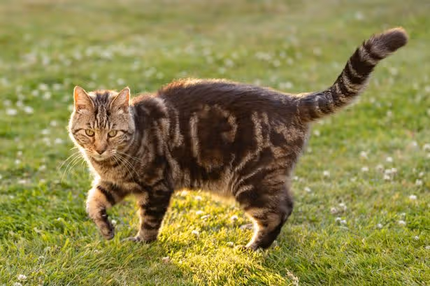 David Attenborough's advice for 10 million cat owners in the UK