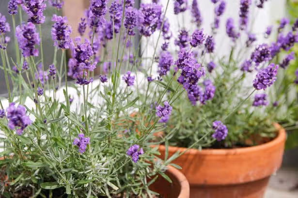 Lavender will never be 'woody' or 'leggy' if you prune plant at 1 time of year