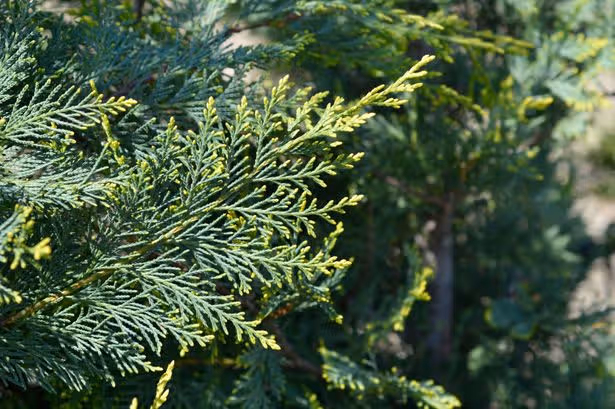 Four invasive plants to never grow or risk reducing your home's value