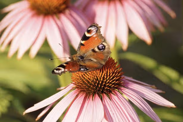 Planificar una flor en su jardín en agosto podría garantizar el color todo el otoño