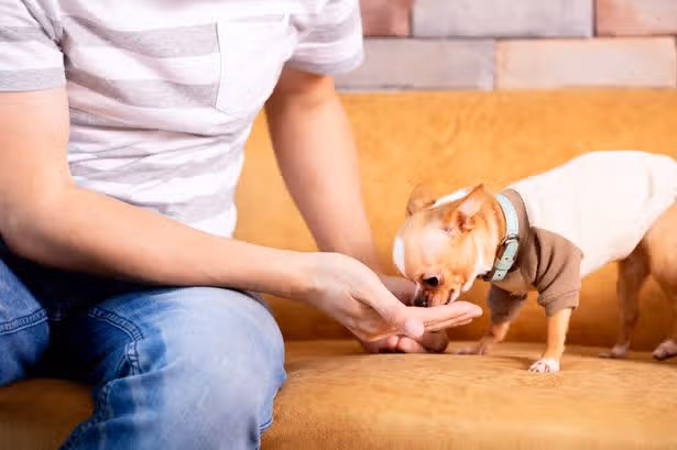Pet owners could be protected from high vet bills with £21 fee cap